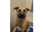 Adopt Bruce Banner 54053 a Mixed Breed