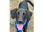 Adopt Tucker a Hound