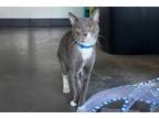 Adopt Salem a Domestic Short Hair