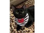 Adopt Ted - fee waived Fostered a Domestic Short Hair