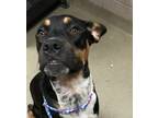 Adopt Kane a Pit Bull Terrier, Mixed Breed