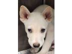 Adopt Ernie a Terrier, German Shepherd Dog