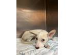 Adopt Elliot a Terrier, German Shepherd Dog