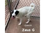 Adopt Zeus G a Great Pyrenees, Border Collie
