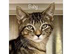 Adopt Baby a Domestic Short Hair