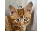 Adopt Tony a Domestic Short Hair