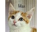 Adopt Max a Domestic Short Hair