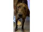 Adopt DAN a Plott Hound