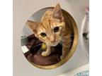 Adopt Sun Baby a Domestic Short Hair