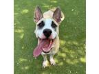 Adopt Picnic a Shepherd, Mixed Breed