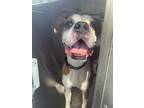 Adopt 56558287 a Boxer, Mixed Breed