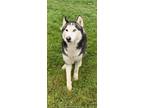 Adopt Enzo a Siberian Husky, Mixed Breed