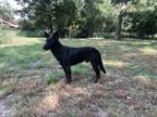 Adopt John a Dutch Shepherd
