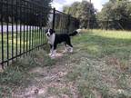Adopt Eddie a Mixed Breed