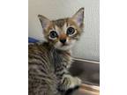 Adopt Meowdy a Domestic Short Hair