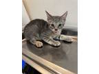 Adopt Reveille a Domestic Short Hair