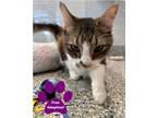 Adopt Moto Moto a Domestic Long Hair, Domestic Short Hair