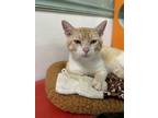 Adopt Sunny a Domestic Short Hair
