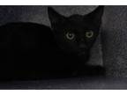 Adopt John a Domestic Short Hair