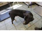 Adopt Jesse James a Pit Bull Terrier, Mixed Breed