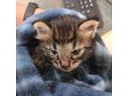 Adopt Cam a Domestic Short Hair