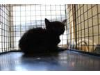 Adopt Ralphie a Domestic Short Hair