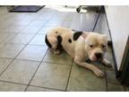 Adopt Dozer a Pit Bull Terrier, Mixed Breed