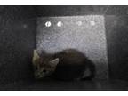 Adopt Sylvester a Domestic Short Hair