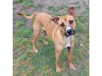 Adopt Bubba (in foster) a Boxer, Mixed Breed