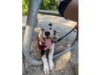 Adopt Pumpkinbear a Mixed Breed