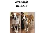 Adopt Dog Kennel #34 a Cattle Dog, Mixed Breed