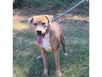 Adopt Trip a Labrador Retriever
