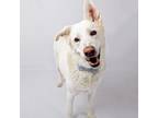 Adopt Krew a Mixed Breed