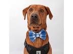 Adopt Flash a Mixed Breed
