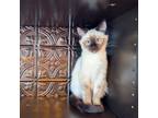 Adopt Elf a Domestic Short Hair