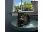 Adopt Vincent a Domestic Short Hair
