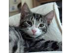 Adopt Kramer a Domestic Short Hair