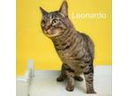 Adopt Leonardo a Domestic Short Hair