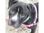 Adopt Small Chunk a Pit Bull Terrier, Mixed Breed