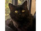 Adopt Limelight a Norwegian Forest Cat