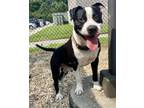 Adopt Buju a Bull Terrier, Mixed Breed