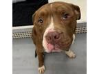 Adopt Max a Pit Bull Terrier