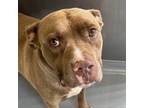Adopt Bucket a Pit Bull Terrier