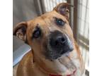 Adopt Chewy a Shepherd, Mixed Breed