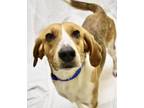 Adopt Towser a Hound, Mixed Breed