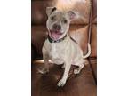 Adopt Thurman a Pit Bull Terrier, Mixed Breed