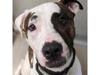 Adopt Benz a Pit Bull Terrier, Mixed Breed
