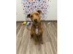 Adopt Scrabble a Labrador Retriever, Hound