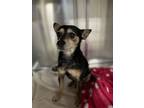 Adopt Scrooge a Terrier, Mixed Breed