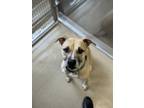 Adopt Theo a Shepherd, Pit Bull Terrier